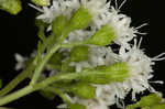 White snakeroot